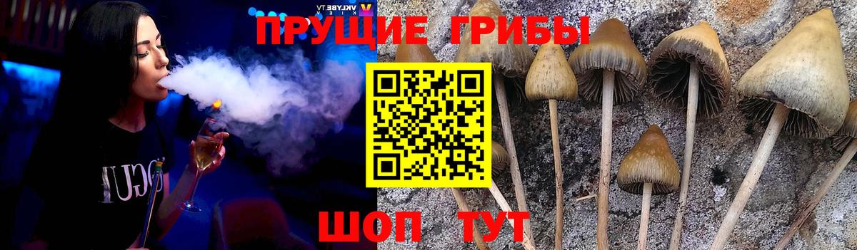 магазин продажи   Псилоцибиновые грибы GOLDEN TEACHER  Вход с VPN  Снежинск 